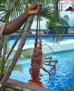fresh lobster